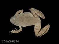 藏品(太田樹蛙)的圖片